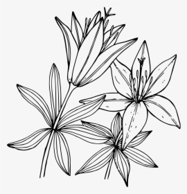 Lillies Drawing - ภาพ วาด ลาย เส้น ดอกไม้, HD Png Download, Transparent PNG