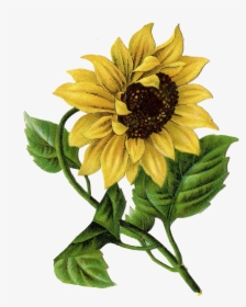 Vintage Sunflower Drawing Clipart , Png Download - Drawing Sunflower, Transparent Png, Transparent PNG
