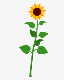 Cartoon Sunflower Plant , Transparent Cartoons - Plant With Parts Name, HD Png Download, Transparent PNG