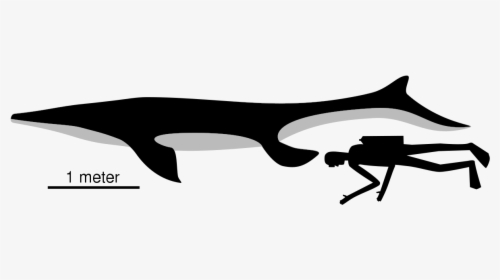 Platecarpus Size, HD Png Download, Transparent PNG