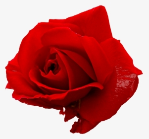 Red Rose Png - Graphic Red Rose Png, Transparent Png, Transparent PNG