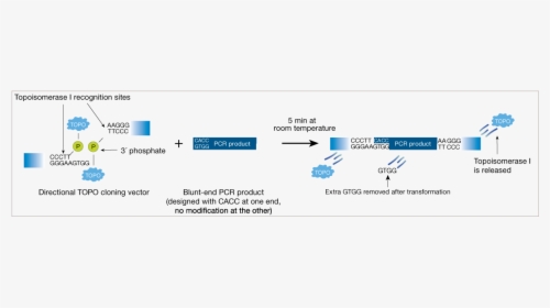 Topo Directional Cloning, HD Png Download, Transparent PNG