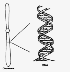 A Chromosome Sketch With A Small Region Expanded To - Sketch Of Dna Structure, HD Png Download, Transparent PNG