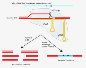 Nhej And Hdr - Cas9 Single Stranded Dna, HD Png Download, Transparent PNG