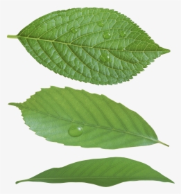 Real Green Leaf Png, Transparent Png, Transparent PNG