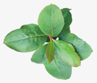 Rose Leaf Png - Листья Абрикоса Пнг, Transparent Png, Transparent PNG