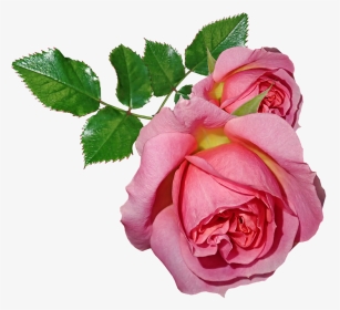 Roses, Flowers, Leaves, Plant, Garden, Nature - Gambar Bunga Dan Daun, HD Png Download, Transparent PNG