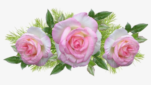 Roses, Pink, Flowers, Perfume, Leaves, Arrangement - Garden Roses, HD Png Download, Transparent PNG