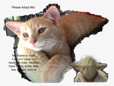 Yoda, HD Png Download, Transparent PNG