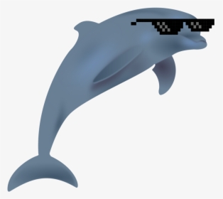 Marine Biology,whales Dolphins And Porpoises,dolphin - Dolphin Clipart Transparent, HD Png Download, Transparent PNG