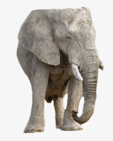 Elephant, Animal, Africa, Transparent Background - ช้าง พื้น หลัง สี ขาว, HD Png Download, Transparent PNG