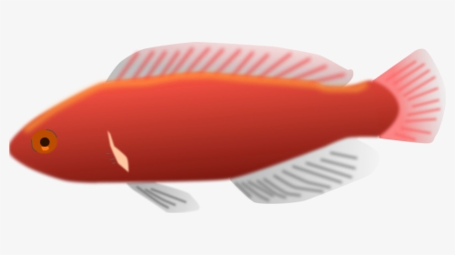 Cirrhilabrus Jordani Svg Clip Arts - Long Fish Clip Art, HD Png Download, Transparent PNG