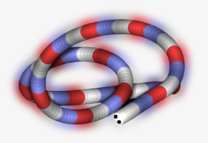 Sonoran Coral Snake, HD Png Download, Transparent PNG