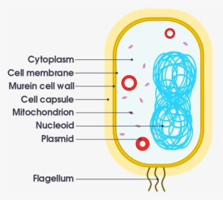 Organelles Meaning, HD Png Download, Transparent PNG