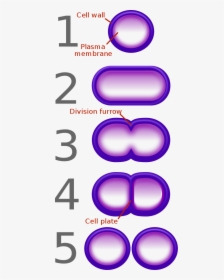 Bacterial Fission - Simple Binary Fission Diagram, HD Png Download, Transparent PNG