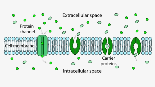 Extracellular Space Vs Intracellular Space, HD Png Download, Transparent PNG