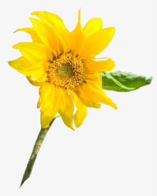 Sunflower Seed Annual Plant Sunflower M Sunflowers - Common Sunflower, HD Png Download, Transparent PNG