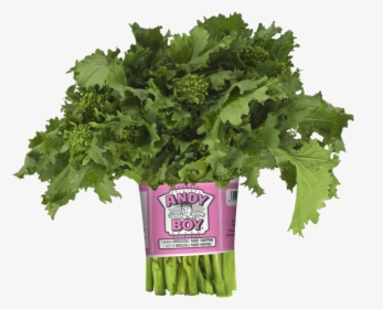 Broccoli - Andy Boy Broccoli Rabe, HD Png Download, Transparent PNG