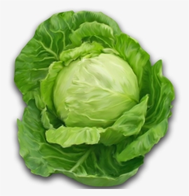 Cabbage Png, Transparent Png, Transparent PNG