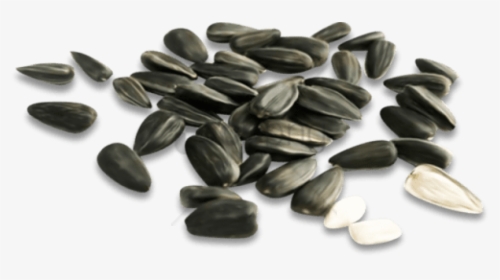 Free Png Download Sunflower Seed Png Png Images Background - Семечки Пнг, Transparent Png, Transparent PNG