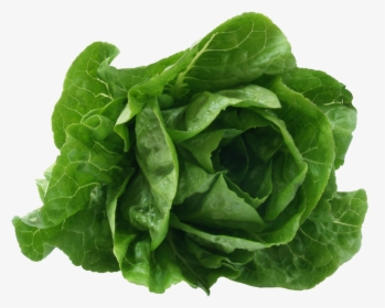 Romaine Lettuce - Lettuce Scientific Name, HD Png Download, Transparent PNG