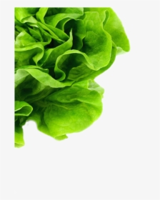 Lettuce-bg, HD Png Download, Transparent PNG