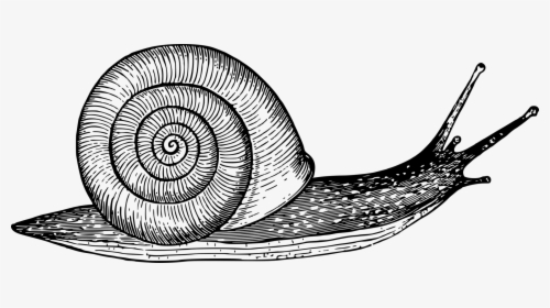 Clip Art Black And White Snail - Black And White Snail Clipart, HD Png Download, Transparent PNG