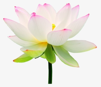 Clip Art Lotus Flower Wallpaper - Lotus Flower, HD Png Download, Transparent PNG