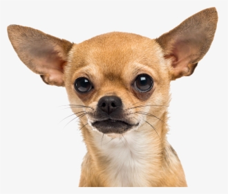 Small Dog - Chihuahua Png, Transparent Png, Transparent PNG