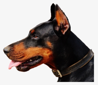 Doberman Dog Png Transparent Image - Doberman Png, Png Download, Transparent PNG