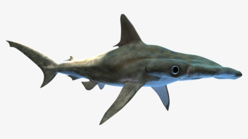 Shark, Hammerhead, Predator, Wildlife, Fish, Aquatic - Bull Shark, HD Png Download, Transparent PNG