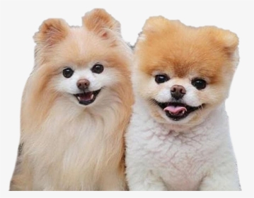Real Cute Dogs, HD Png Download, Transparent PNG