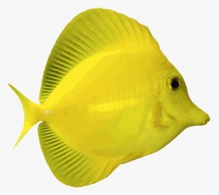Download Angelfish Png Free Download - Translucent Fishes Transparent Background, Png Download, Transparent PNG