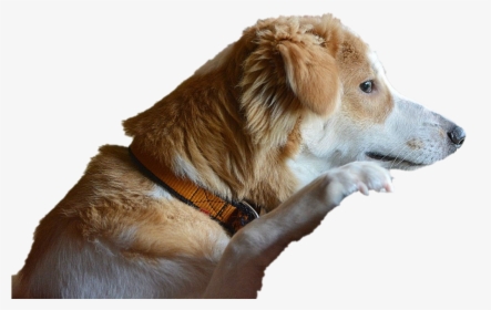 Dog Looking Transparent Png - Melancholic Dog, Png Download, Transparent PNG