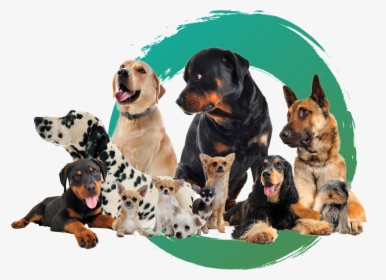 Dogs - Coonhound, HD Png Download, Transparent PNG