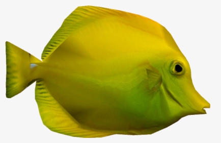 Yellowtangdd - Transparent Yellow Tang Fish Png, Png Download, Transparent PNG