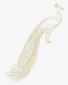 Transparent Peacock Png - Peafowl, Png Download, Transparent PNG