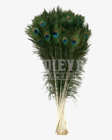 Natural Peacock Tail Plume - Bình Lông Công Phong Thủy, HD Png Download, Transparent PNG
