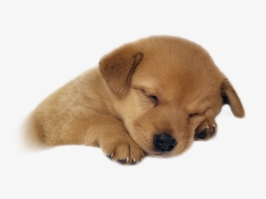 Cute Sleeping Puppy Transparent Png Image - Gambar Anak Anjing Lucu, Png Download, Transparent PNG