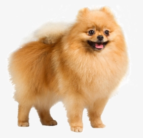 Dog Png - Pomeranian Dog Transparent Background, Png Download, Transparent PNG