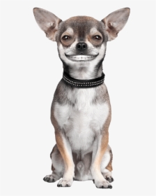 Dog Png Custom Pet Gift For Pet Lovers Petsies - Chihuahua Male, Transparent Png, Transparent PNG