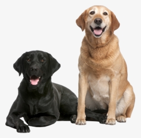 Your Senior Dog - Newfoundland And Labrador Breed, HD Png Download, Transparent PNG