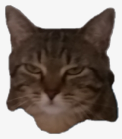 Transparent Grumpy Cat Face Png - Domestic Short-haired Cat, Png Download, Transparent PNG