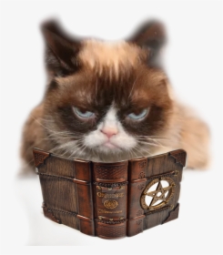 Transparent Grumpy Cat Png - Grumpy Cat Memes, Png Download, Transparent PNG