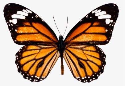 Monarch Butterfly Png, Transparent Png, Transparent PNG