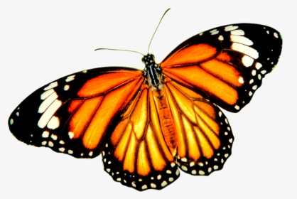 Monarch Butterfly Tiger Danaus Genutia Insect - Orange Butterfly Transparent Background, HD Png Download, Transparent PNG