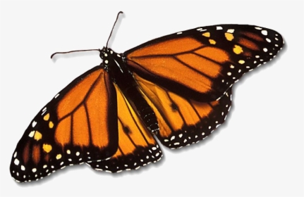 Monarch Butterfly Png Free Download - Monarch Butterfly Transparent Background, Png Download, Transparent PNG