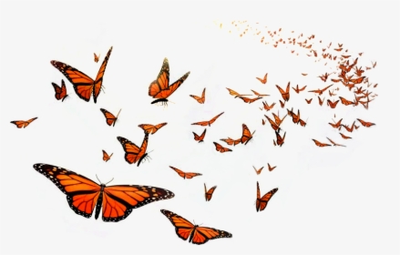 Monarch Butterfly Flight Orange Middle School Insect - Flying Monarch Butterfly Png, Transparent Png, Transparent PNG