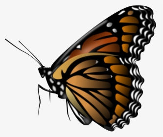 Monarch Butterfly Png Pic - Butterfly Png, Transparent Png, Transparent PNG