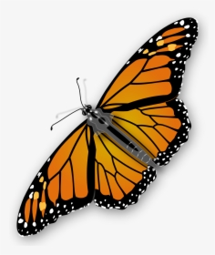 Monarch Butterfly Transparent Image - Monarch Butterfly Transparent Background, HD Png Download, Transparent PNG